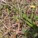 0076-Astragalus-sirinicus-eerder-dan-astragalus-sempervirens-ston