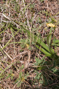 0076-Astragalus-sirinicus-eerder-dan-astragalus-sempervirens-ston