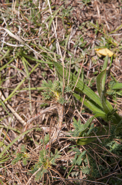 0076-Astragalus-sirinicus-eerder-dan-astragalus-sempervirens-ston