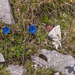 0079-Gentiana-dinarica-an-pulsatilla-alpina
