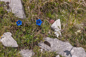 0079-Gentiana-dinarica-an-pulsatilla-alpina