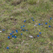 0079-Gentiana-dinarica-stony-slopes