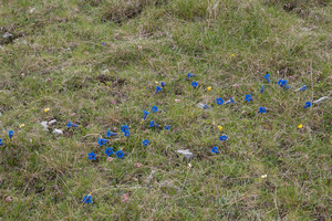 0079-Gentiana-dinarica-stony-slopes