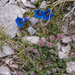 0080-Gentiana-dinarica-and-Anthyllis-montana