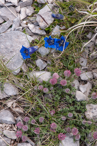 0080-Gentiana-dinarica-and-Anthyllis-montana