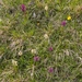 0083-vlierorchis