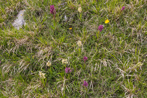 0083-vlierorchis