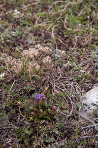 0084-campo-imperatore-Gentianella-columnae-meadows-at-high-altitu