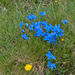 0087-Gentiana-verna-