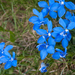 0088-Gentiana-verna-