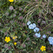 0089-campo-imperatore-overzicht-veg-met-vergeetmenietje