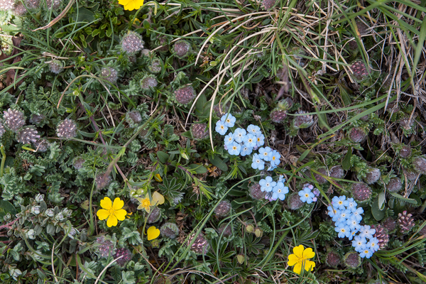 0089-campo-imperatore-overzicht-veg-met-vergeetmenietje