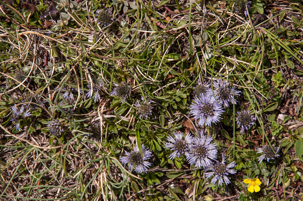 0090-campo-imeratore-globularia-meridionalis-montane-stony-slopes