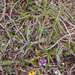 0091-campo-imperatore-Gentianella-columnae-meadows-at-high-altitu