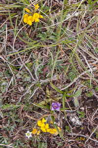 0091-campo-imperatore-Gentianella-columnae-meadows-at-high-altitu