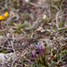 0093-campo-imperatore-Gentianella-columnae-meadows-at-high-altitu