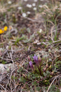 0093-campo-imperatore-Gentianella-columnae-meadows-at-high-altitu