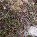 0092-campo-imperatore-Gentianella-columnae-meadows-at-high-altitu