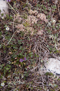 0092-campo-imperatore-Gentianella-columnae-meadows-at-high-altitu