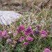 0094-Anthyllis-montana-overzicht-veg