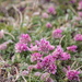 0095-Anthyllis-montana-overzicht-veg