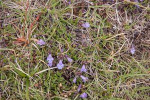 0100-Alpine-Rock-Thyme-Acinos-alpinus-clinopodium-alpinum