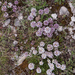 0102-Aethionema saxatile