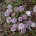 0103-Aethionema saxatile,