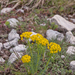 0106-Cipreswolfsmelk-Euphorbia-cyparissias
