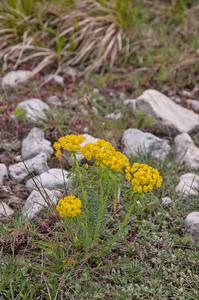 0106-Cipreswolfsmelk-Euphorbia-cyparissias