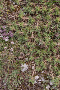 0107-Astragalus-sirinicus-eerder-dan-astragalus-sempervirens-ston