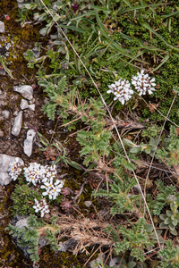 0108-Astragalus-sirinicus-eerder-dan-astragalus-sempervirens-ston