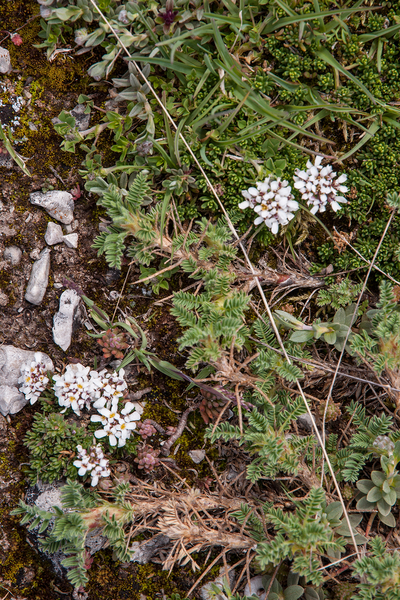 0108-Astragalus-sirinicus-eerder-dan-astragalus-sempervirens-ston