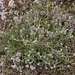 0109-Gele-kamille-Anthemis-tinctoria-arid-pastures-ruderal-enviro