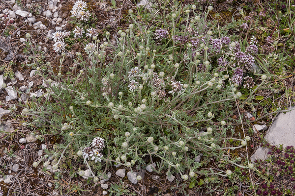 0109-Gele-kamille-Anthemis-tinctoria-arid-pastures-ruderal-enviro