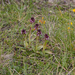 0112-aangebrande-orchis