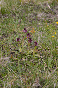 0112-aangebrande-orchis