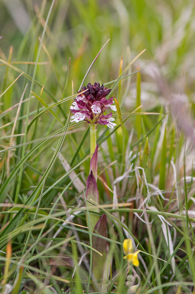 0113-aangebrande-orchis