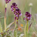 0114-aangebrande-orchis