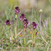 0115-aangebrande-orchis