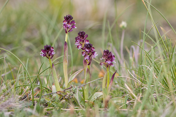 0115-aangebrande-orchis