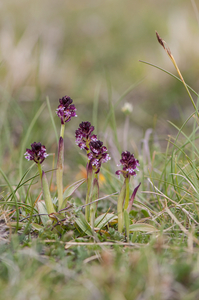 0116-aangebrande-orchis