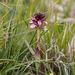 0117-aangebrande-orchis