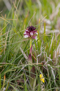 0117-aangebrande-orchis