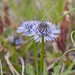 0118-globularia-meridionalis-montane-stony-slopes