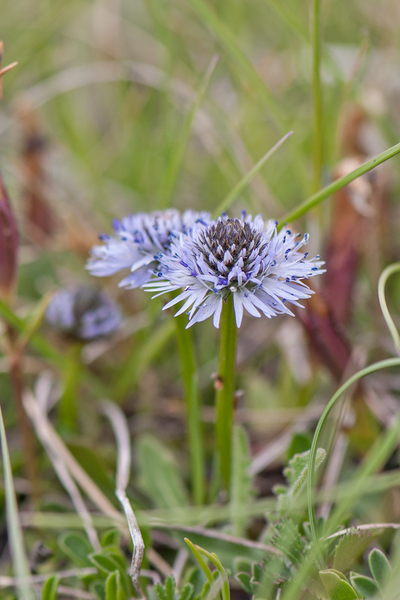 0118-globularia-meridionalis-montane-stony-slopes