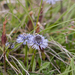 0119-globularia-meridionalis-montane-stony-slopes