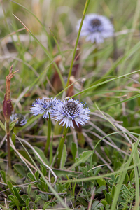 0119-globularia-meridionalis-montane-stony-slopes