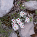 0120-Androsace-villosa-stony-mountain-tops