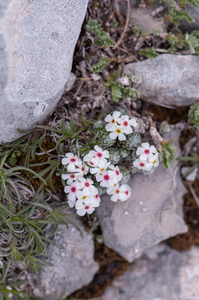 0120-Androsace-villosa-stony-mountain-tops